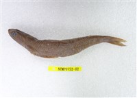 藏品(花斑蛇鯔)的圖片